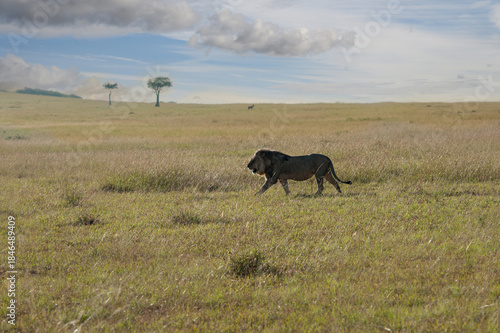 lion in the savannah