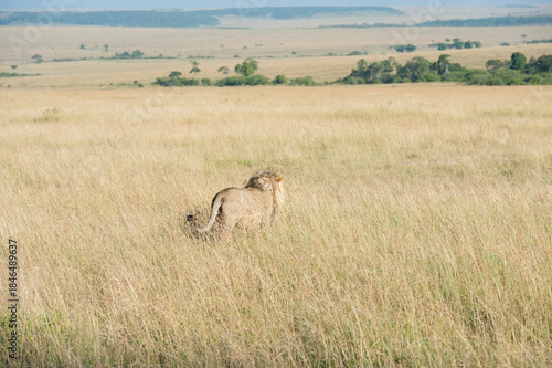 Lion in the savannah