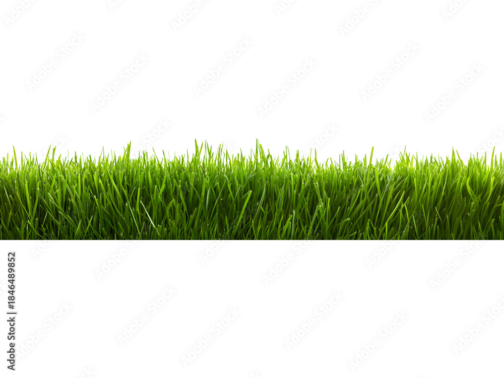 Obraz premium Dense green grass strip isolated on transparent background. Realistic vegetation element for landscaping and environmental visuals.