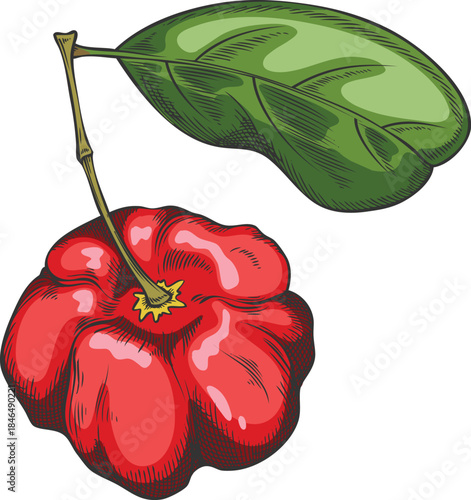 Acerola berry with leaf on stem vector sketch, Barbados red cherry, hand drawn fresh ripe exotic fruit superfood