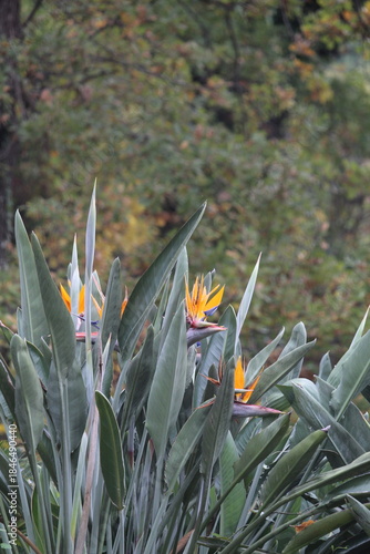 Close-up bird of paradise flower 