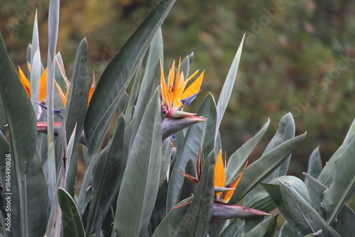 bird of paradise flower