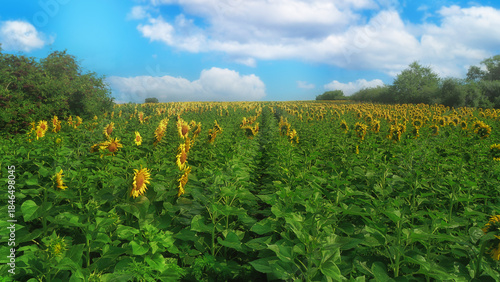 A vast field of sunflowers under a clear summer sky