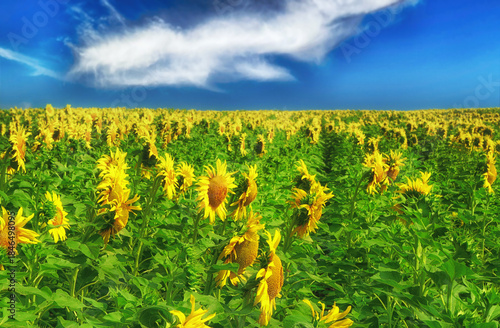 A vast field of sunflowers under a clear summer sky
