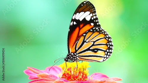butterfly on flower