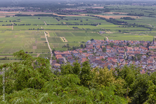 View of the vineyards surrounding Diedesfeld, a part of Neustadt an der Weinstrasse a touristic route through German vineyards