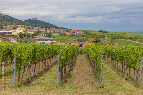Vineyard in Sankt Martin near Neustadt an der Weinstrasse, along a touristic route through German vineyards