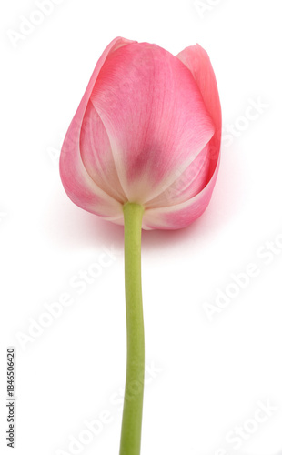 Pink tulip flower