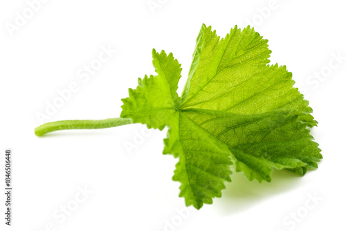 Green Mallow leaf