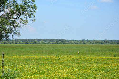 A wide-angle landscape shot of a stork standing in a vast green meadow filled with yellow flowers, framed by a tree on the left