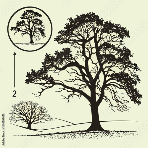 Large Oak Tree Silhouette with Smaller Tree and Circular Inset Image Keywords: tree, oak, silhouette, nature, branches, foliage, landscape, art