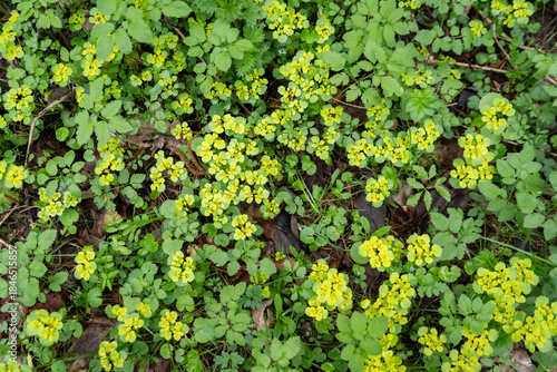 Canvas Print Forest floor covered with yellow flowers of golden saxifrage (Chrysosplenium alternifolium)