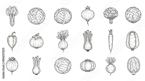Collection of various vegetables illustrations including cabbage, onion, and carrot on white background vector