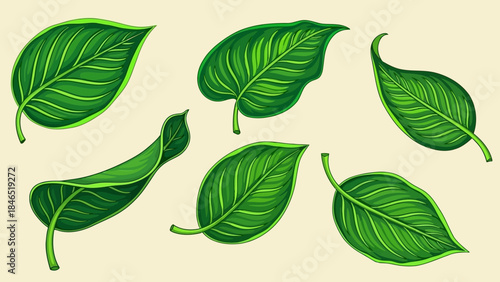 A collection of stylized green leaves in various shapes and forms, hand-drawn illustration