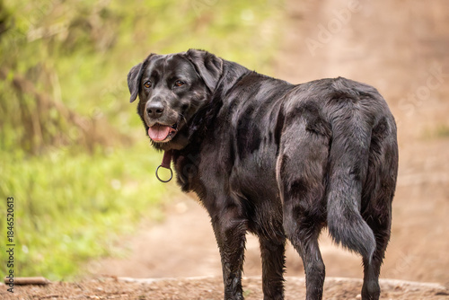 Black dog standing on a forest path, looking back with alert expression. Natural outdoor scene, loyalty and companionship concept. Domestic dog Canis lupus familiaris, woodland trail.