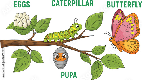  Educational butterfly life cycle vector illustration featuring cute cartoon stages of eggs caterpillar pupa and butterfly on a leafy tree branch background.