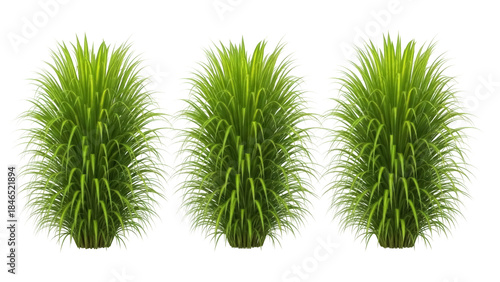 Isolated clumps of ornamental grass plants, perfect for adding a natural touch to designs