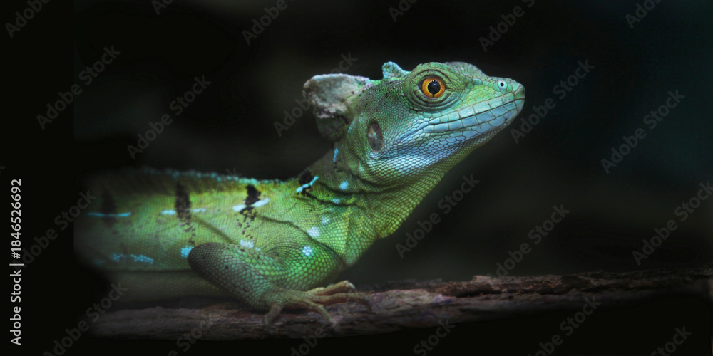 Fototapeta premium Helmbasilisk (Basiliscus basiliscus) Schuppenkriechtier