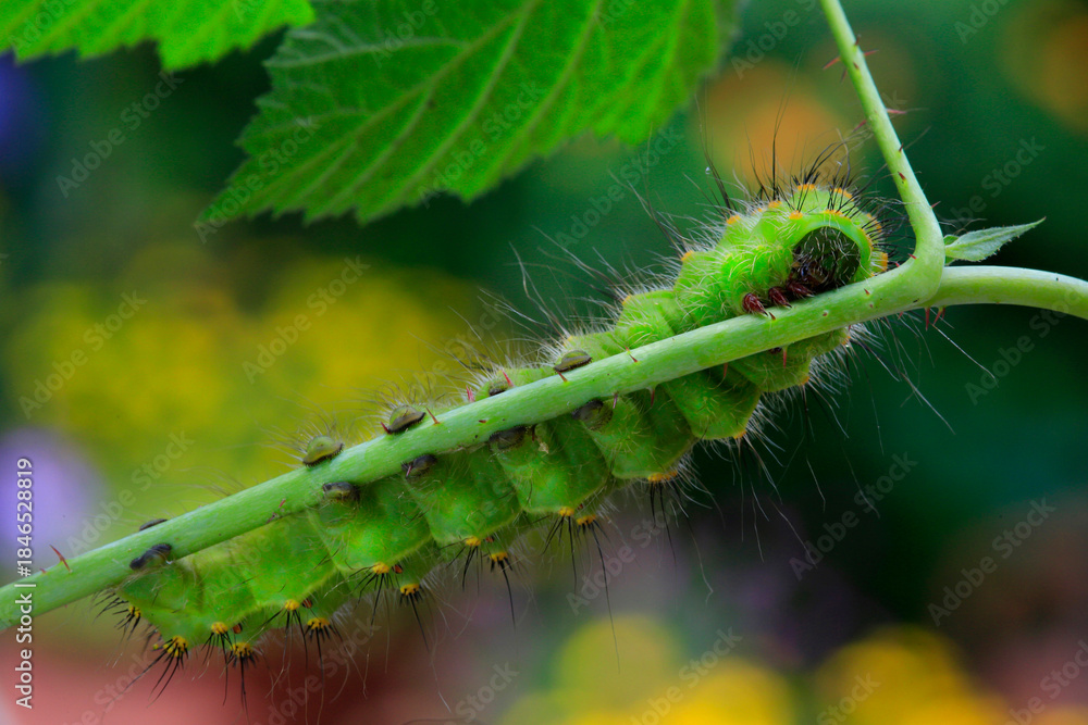 Naklejka premium Raupe des Wiener Nachtpfauenaugen (Saturnia pyri) 
