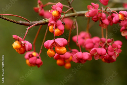 Früchte des Gewöhnlichen Spindelstrauch  (Euonymus europaeus) auch Pfaffenhütchen oder Pfaffenkäppchen