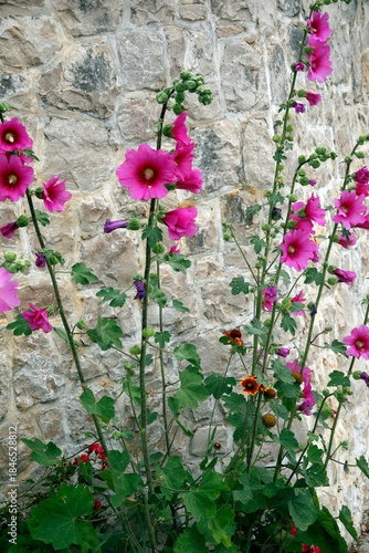 Stockrosen auch Stockmalve (Alcea) vor Steinmauer