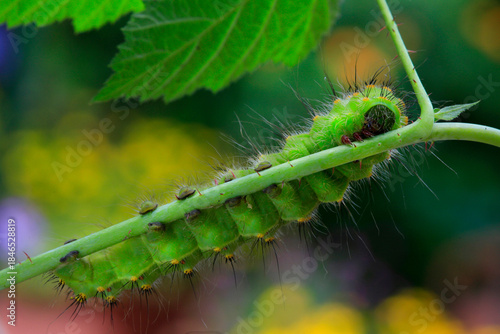 Raupe des Wiener Nachtpfauenaugen (Saturnia pyri) 