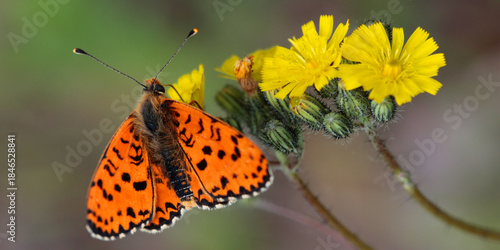 Scheckenfalter (Melitaeini) Schmetterling auf gelber Blüte 