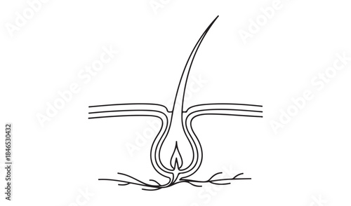 Minimalist outline drawing of a hair follicle with root and shaft, representing hair structure and biology