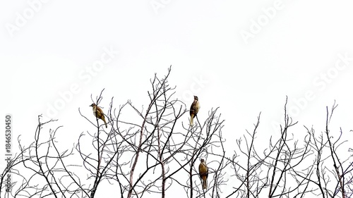 Three birds on Top of Branch Tree.