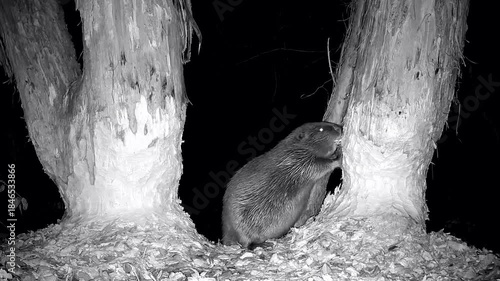 Wilder Biber, Castor fiber,  steht nachts an Stamm und nagt Holzspäne ab, Biberrevier, Nahaufnahme, Nachtaufnahme