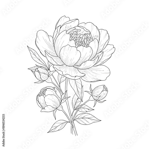 Delicate Peony Flower illustration with Buds and Leaves, Line Art Drawing, Elegant Botanical Sketch