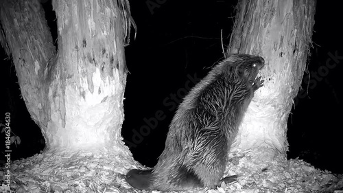 Biber steht aufrecht und nagt Späne von einem Weichholzstamm im Auwald, Castor fiber, Nahaufnahme, Nachtaufnahme, Naturpark Spessart