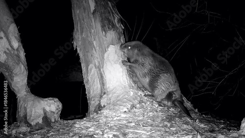 Nasser Biber steht auf einem Baumstamm und nagt Holzspäne ab, Castor fiber, Nahaufnahme, Nachtaufnahme, Naturpark Spessart