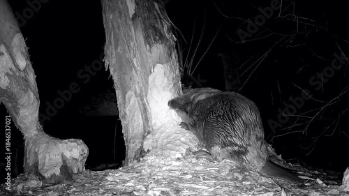 Wilder Biber nagt eifrig an einem Baumstamm, Nahaufnahme, Nachtaufnahme