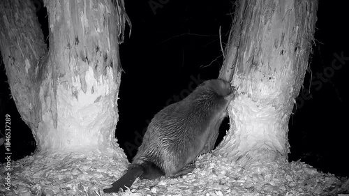 Biber nagt eifrig Späne von einem Weichholzstamm, Castor fiber, Nahaufnahme, Nachtaufnahme, Naturpark Spessart