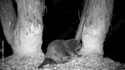 Wilder Biber , Castor fiber, sitzt nachts an Holzstamm und nagt Späne ab, Nahaufnahme, Nachtaufnahme