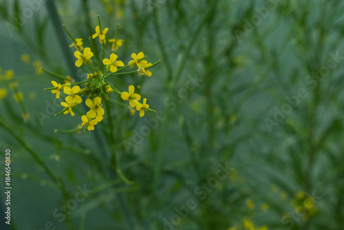 Bright Yellow Mustard Flowers Blooming in Green Field Close-Up – Brassica Plant Blossoms in Vibrant Spring Nature with Soft Background
