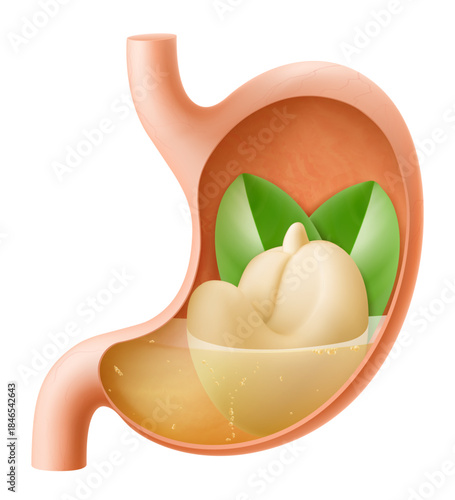Human Stomach with cashew nuts. The stomach digests cashew. A stomach filled with healthy food with protein. Proper nutrition. Realistic 3d Vector illustration. Food digestion process illustration