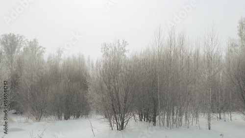 Frosty winter forest in the morning
