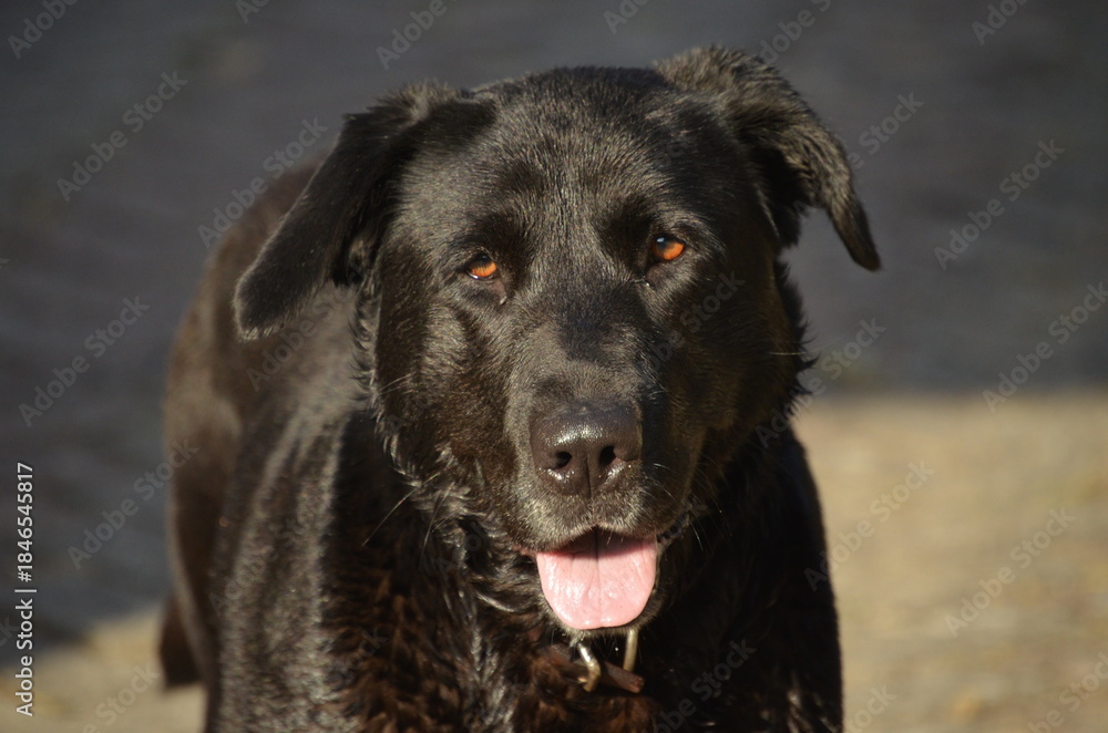Fototapeta premium A high angle of a cute black retriever dog standing on the concrete floor
