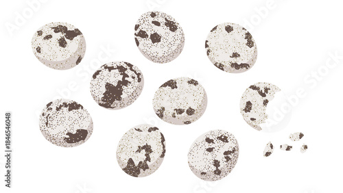 うずらのたまご　イラストセット