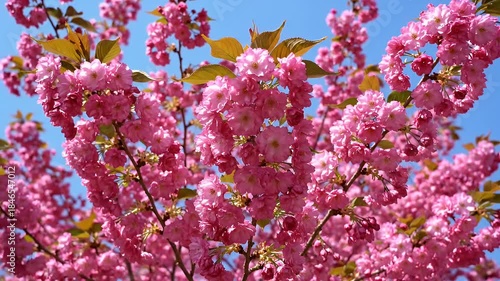 Wallpaper Mural Vibrant pink cherry blossoms blooming on branches in spring Torontodigital.ca