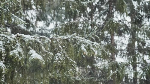 The spruce branch in a snowfall. Winter background. Snowy overcast day in winter	
