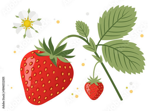 A vibrant illustration of a ripe strawberry plant with a large strawberry, a smaller berry, and a delicate white flower.