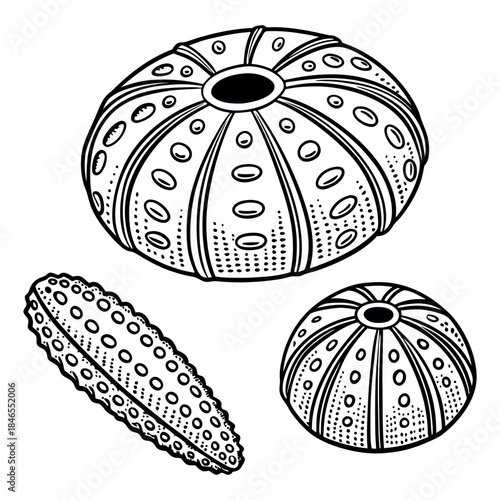 Vector illustration of sea urchin shells and aquatic elements, isolated black and white marine sketch, detailed echinoderm drawing