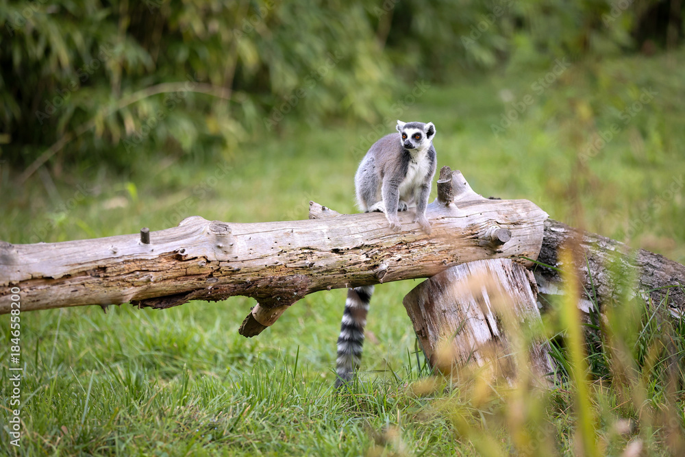 Fototapeta premium Lemur sitting on a log in a zoo 