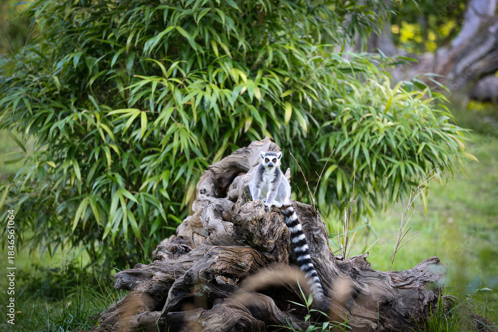 Fototapeta premium Lemur sitting on a log in a zoo 