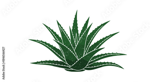 Dark green aloe vera succulent plant illustration with a textured watercolor effect for natural skincare and cosmetic product design.