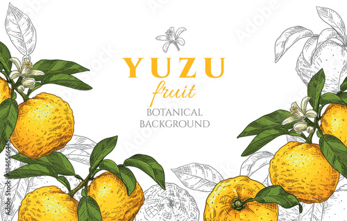 Hand drawn vector background with yuzu fruits. Botanical background.