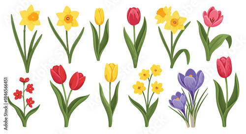 Beautiful collection of colorful spring flowers including tulips daffodils and crocuses isolated on a white background for floral design.